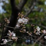新木場ふ頭公園～桜の開花情報♪