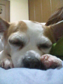 バーベキューレンタル ゴードン こてつブログ-新木場ふ頭公園 バーベキュー