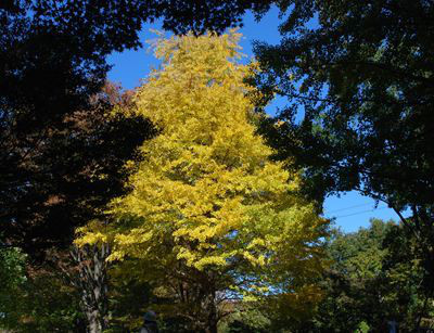 バーベキューレンタル　ゴードン　こてつブログ-小金井公園　バーベキュー　器材レンタル
