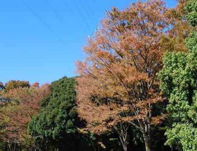 バーベキューレンタル　ゴードン　こてつブログ-光が丘公園　器材レンタル　格安