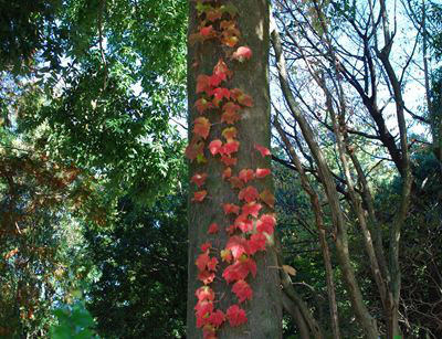 バーベキューレンタル　ゴードン　こてつブログ-小金井公園　バーベキューレンタル