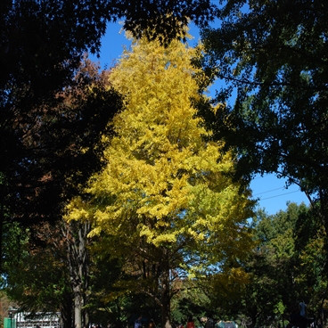 バーベキューレンタル　ゴードン　こてつブログ-小金井　バーベキュー